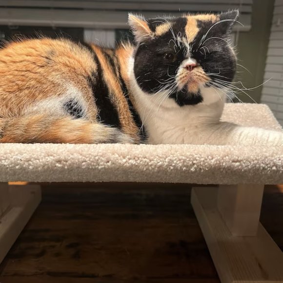 New Cat Bed For Over Registers; The Bedgister - Picture 10 of 12